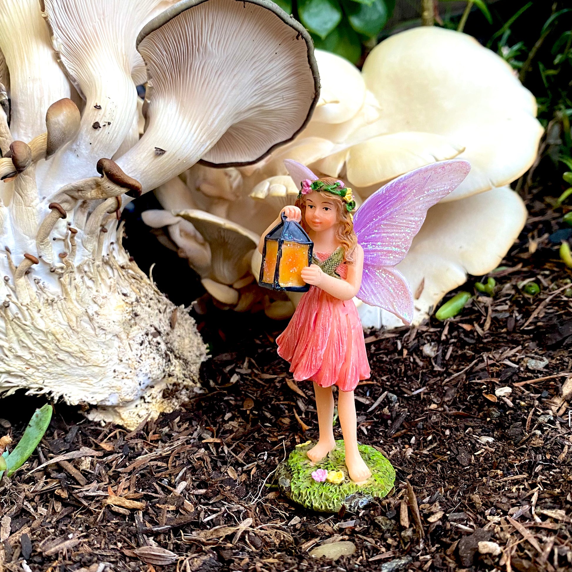 Fairy Sky with A Lantern, Australian Fairy Gardens, Fairies