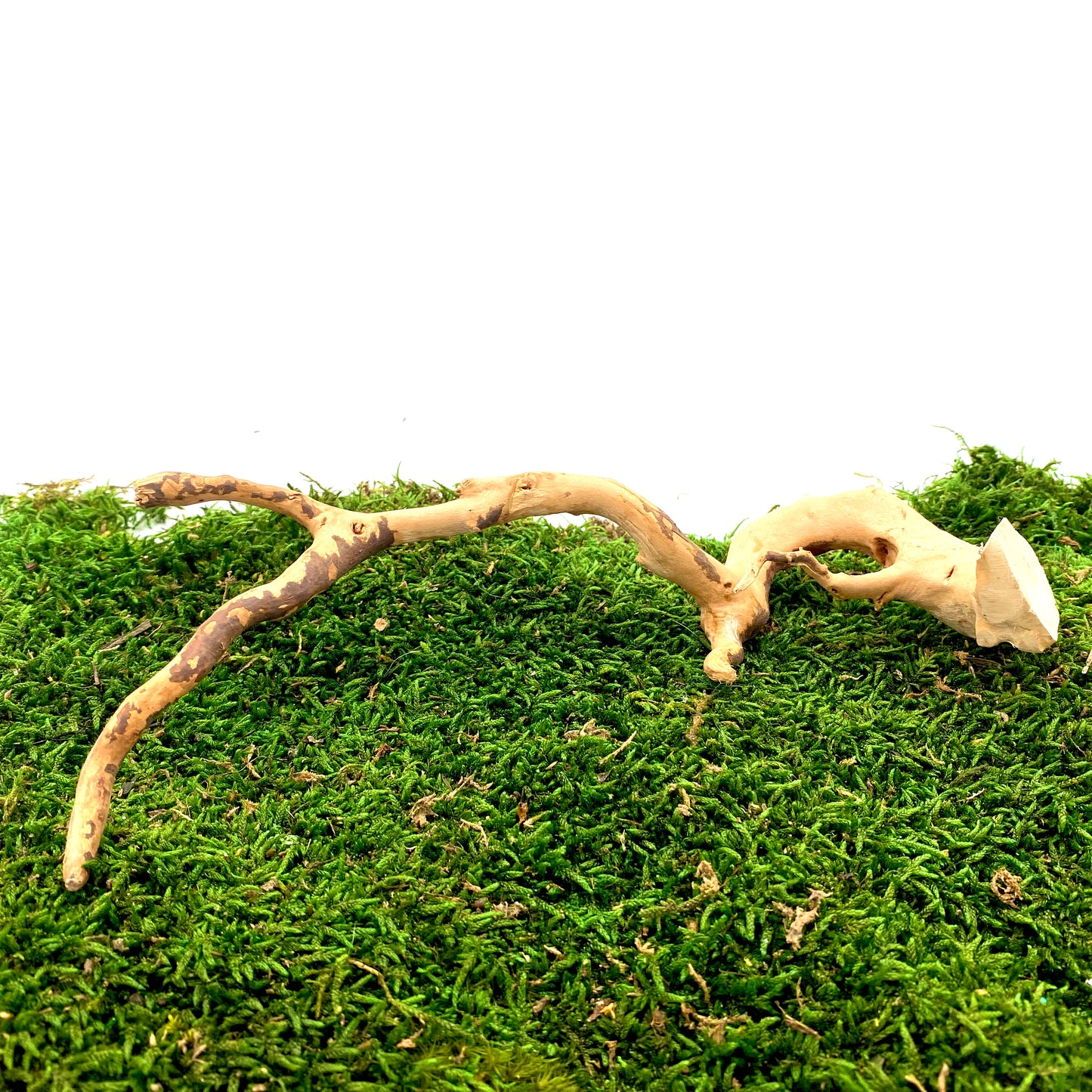 Spider Wood Pieces, Australian Fairy Garden Accessories