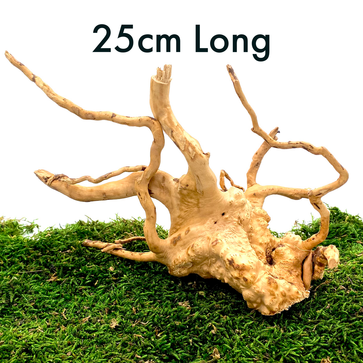 Large Spider Wood (Fairy Garden Decoration)