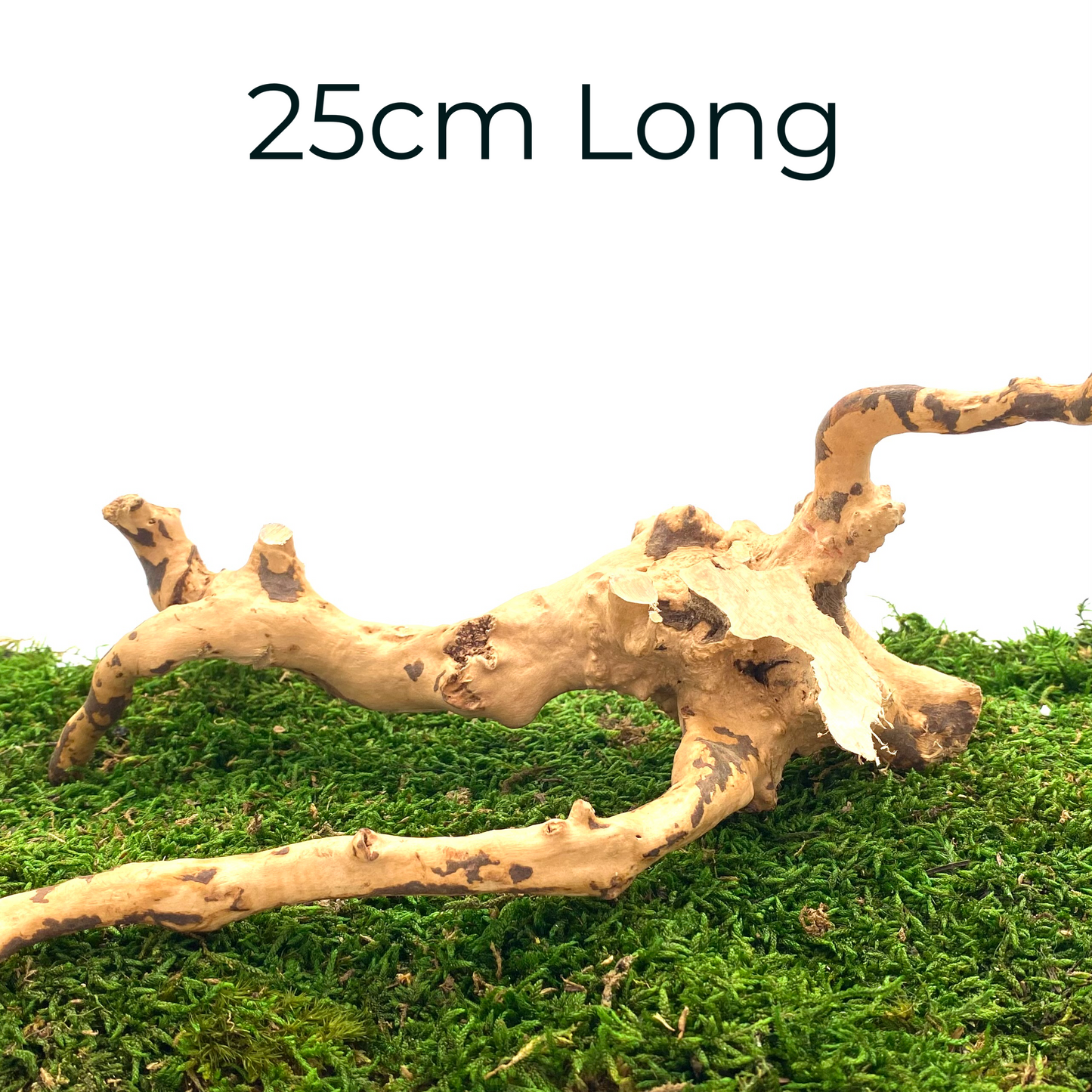 Large Spider Wood (Fairy Garden Decoration)