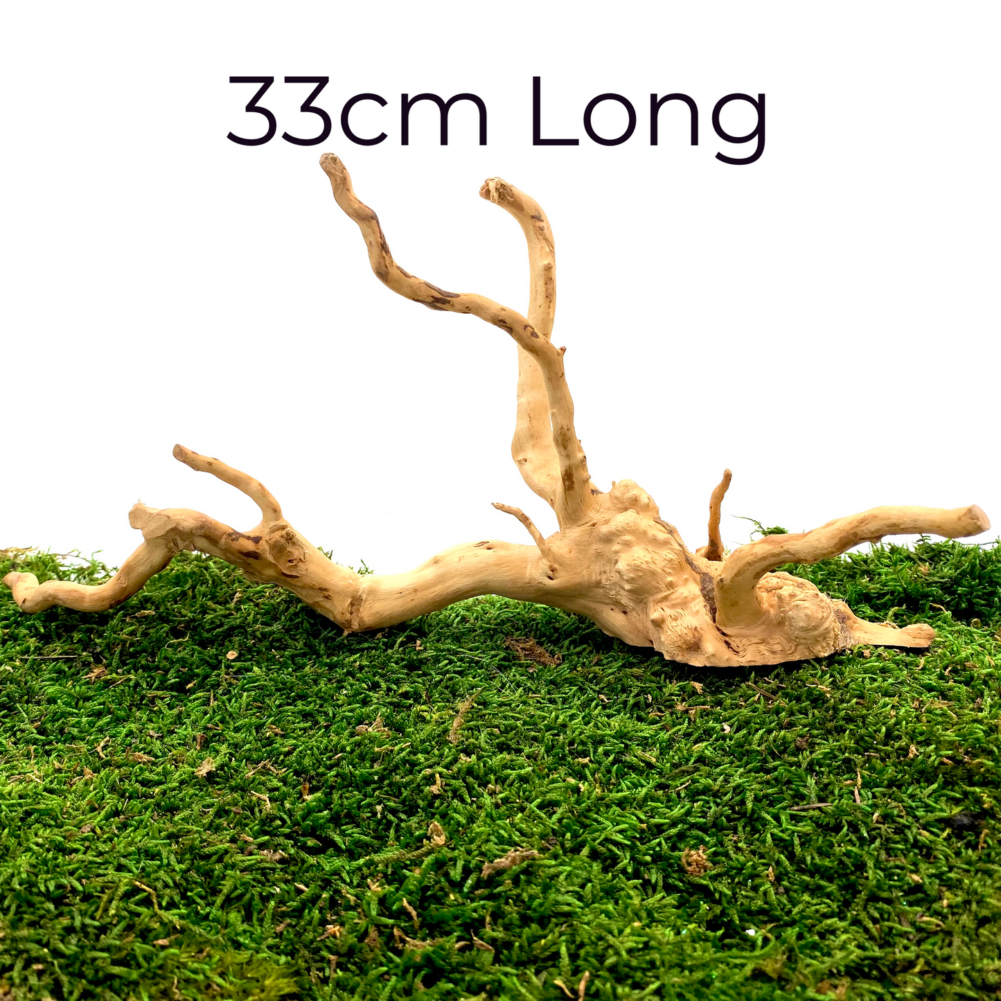 Large Spider Wood (Fairy Garden Decoration)