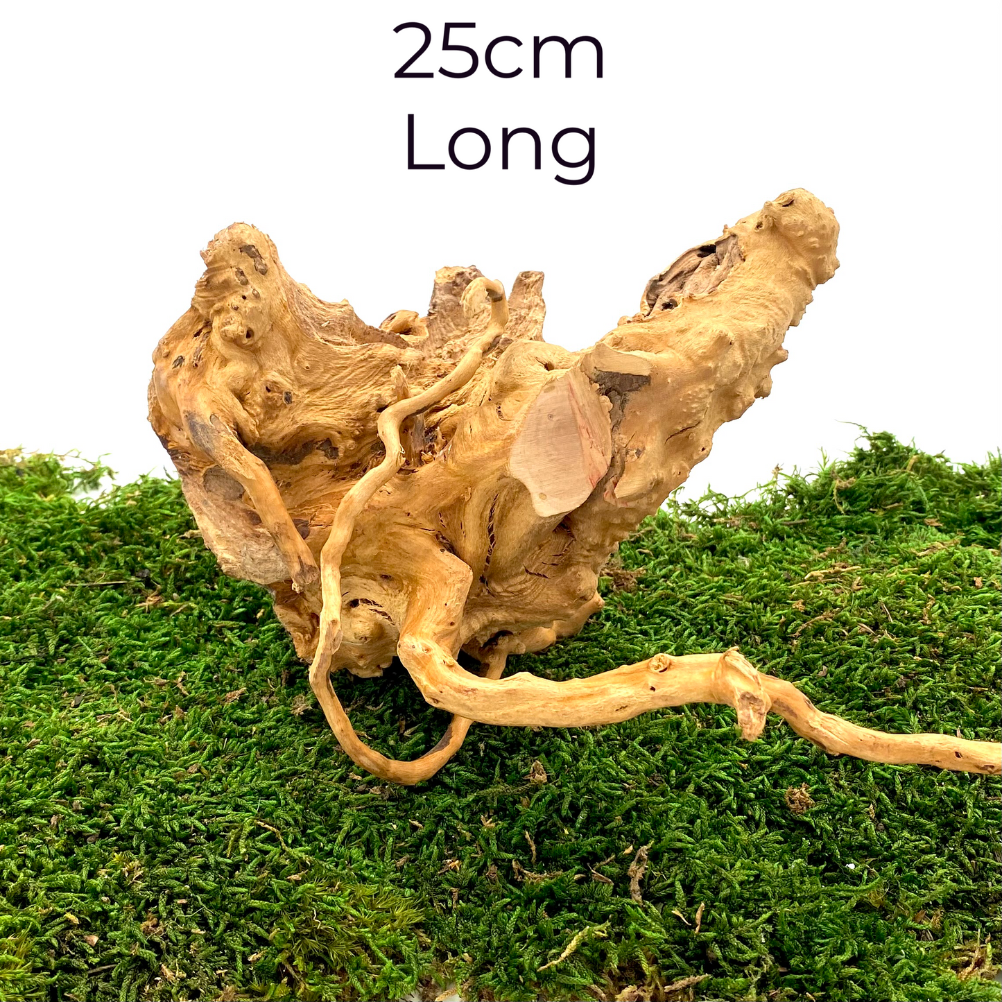 Large Spider Wood (Fairy Garden Decoration)