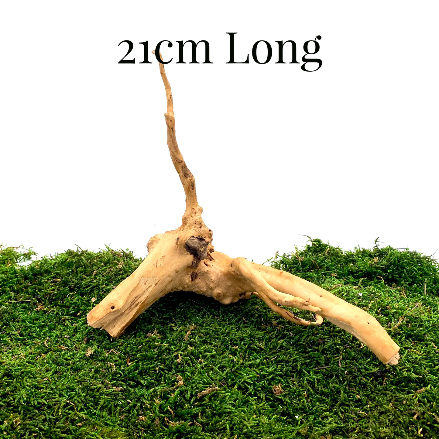 Large Spider Wood (Fairy Garden Decoration)