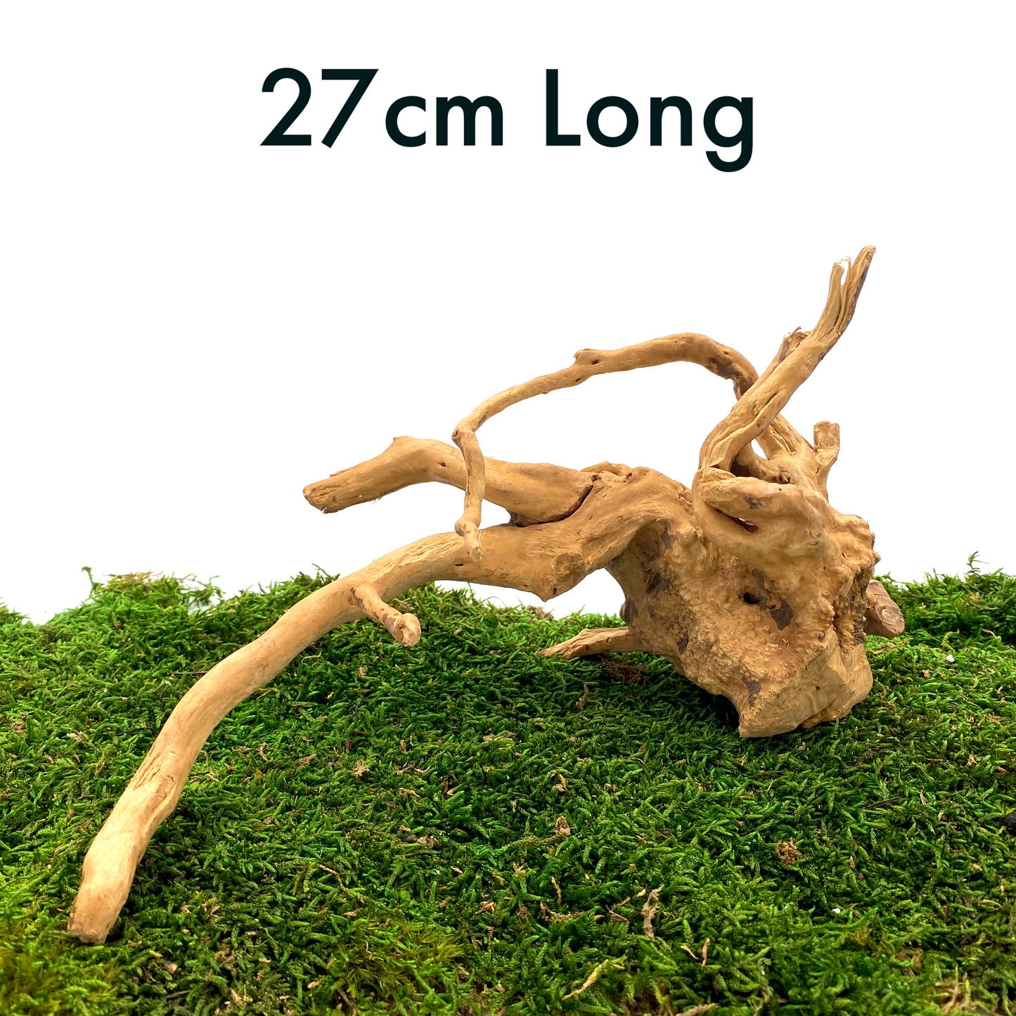 Large Spider Wood (Fairy Garden Decoration)