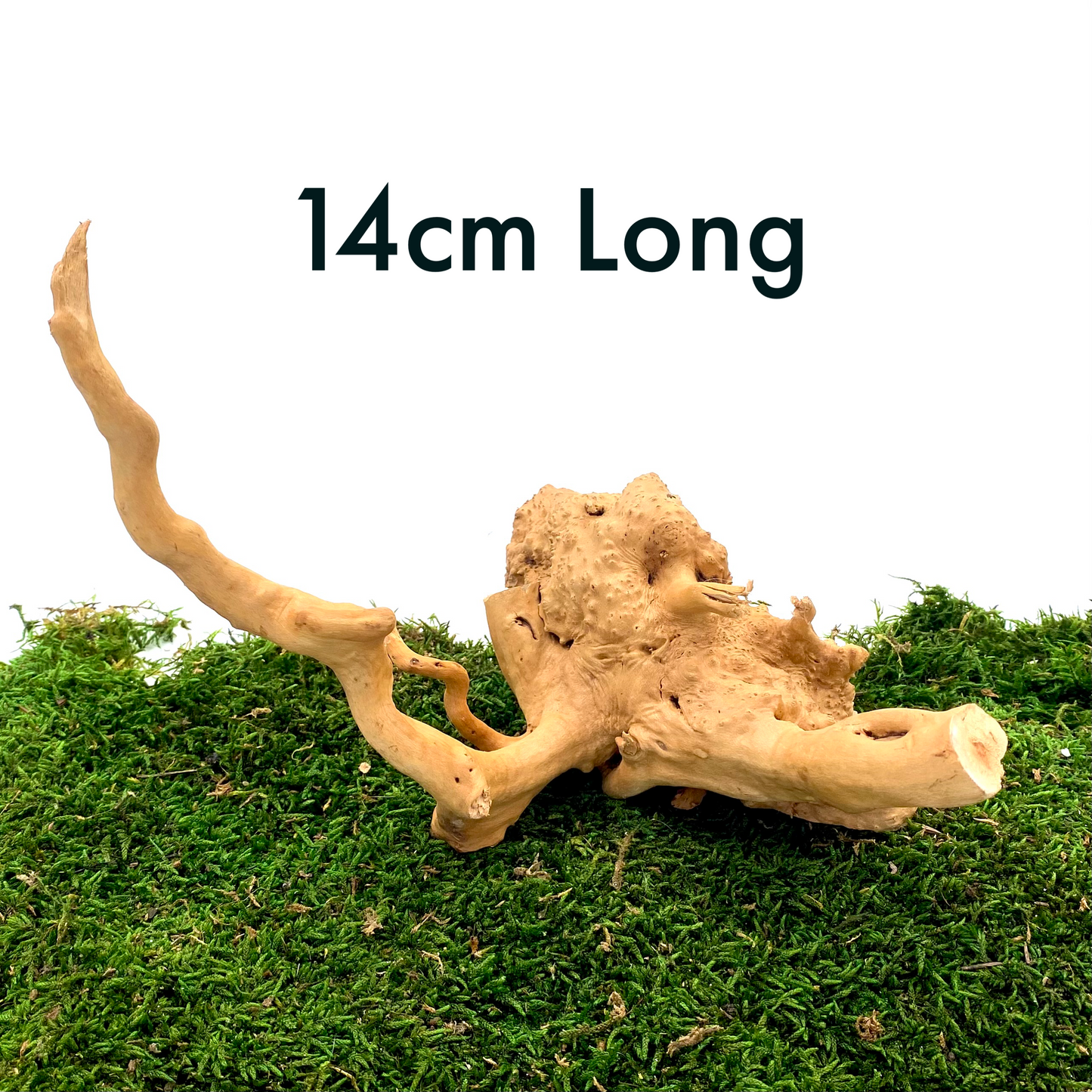 Large Spider Wood (Fairy Garden Decoration)