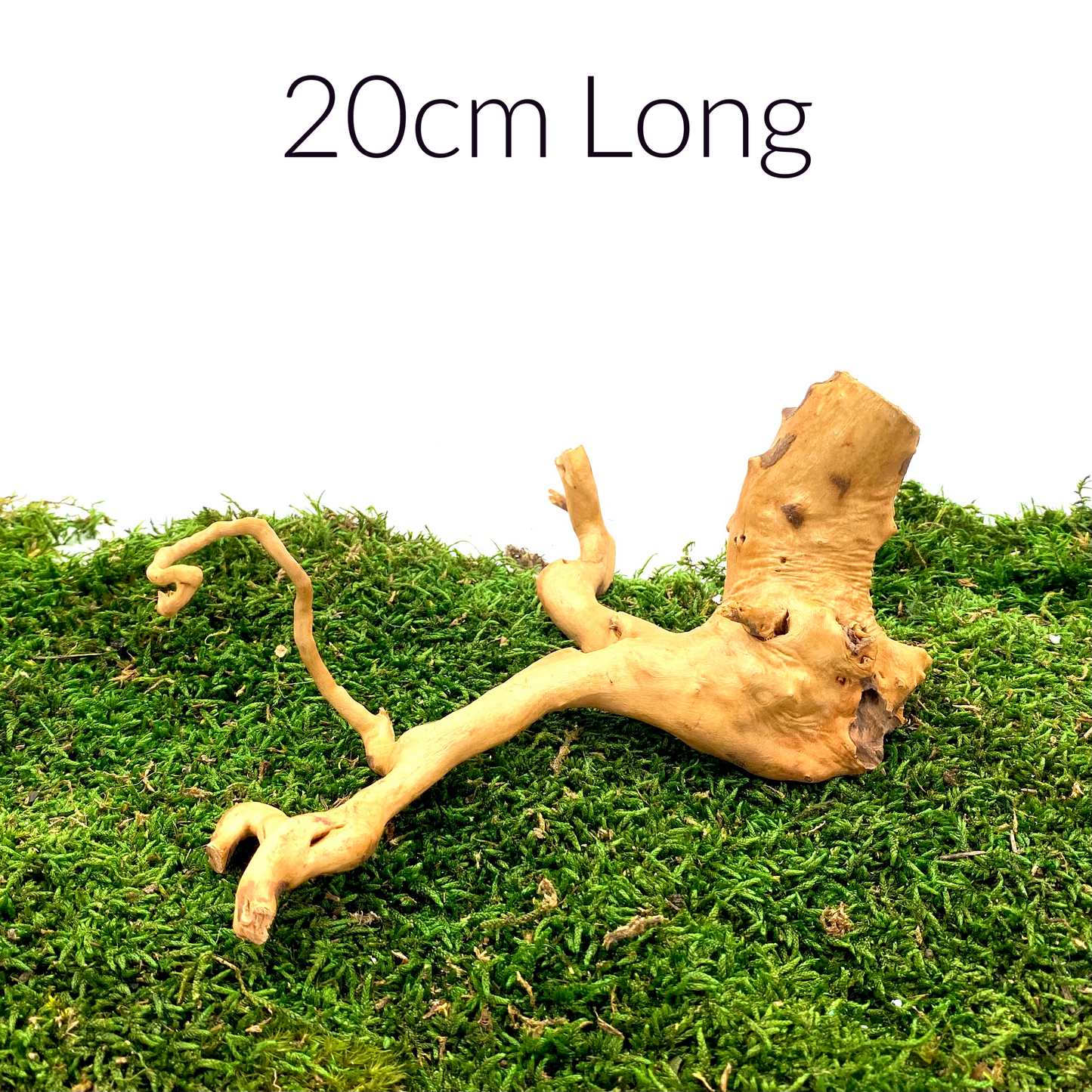 Large Spider Wood (Fairy Garden Decoration)