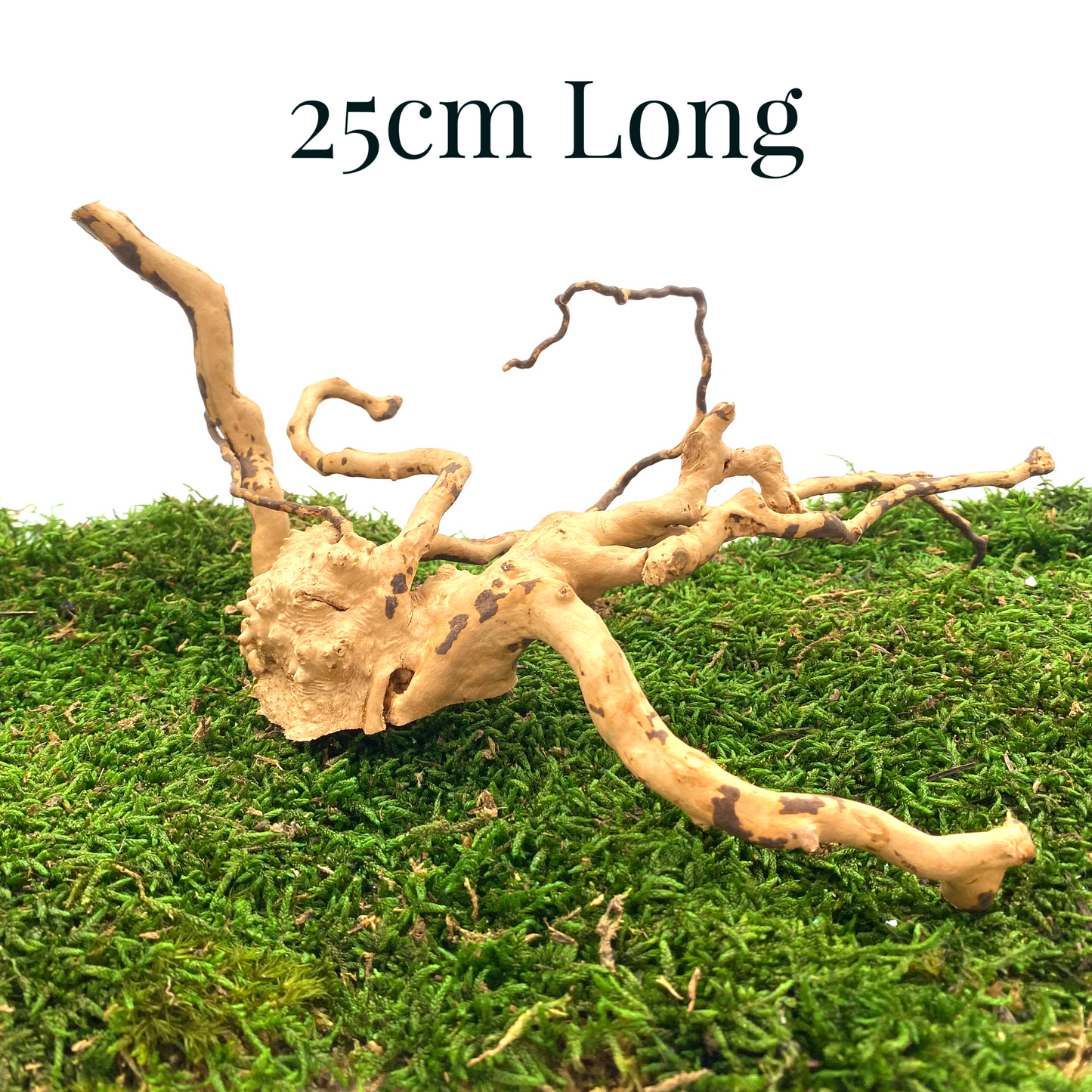 Large Spider Wood (Fairy Garden Decoration)