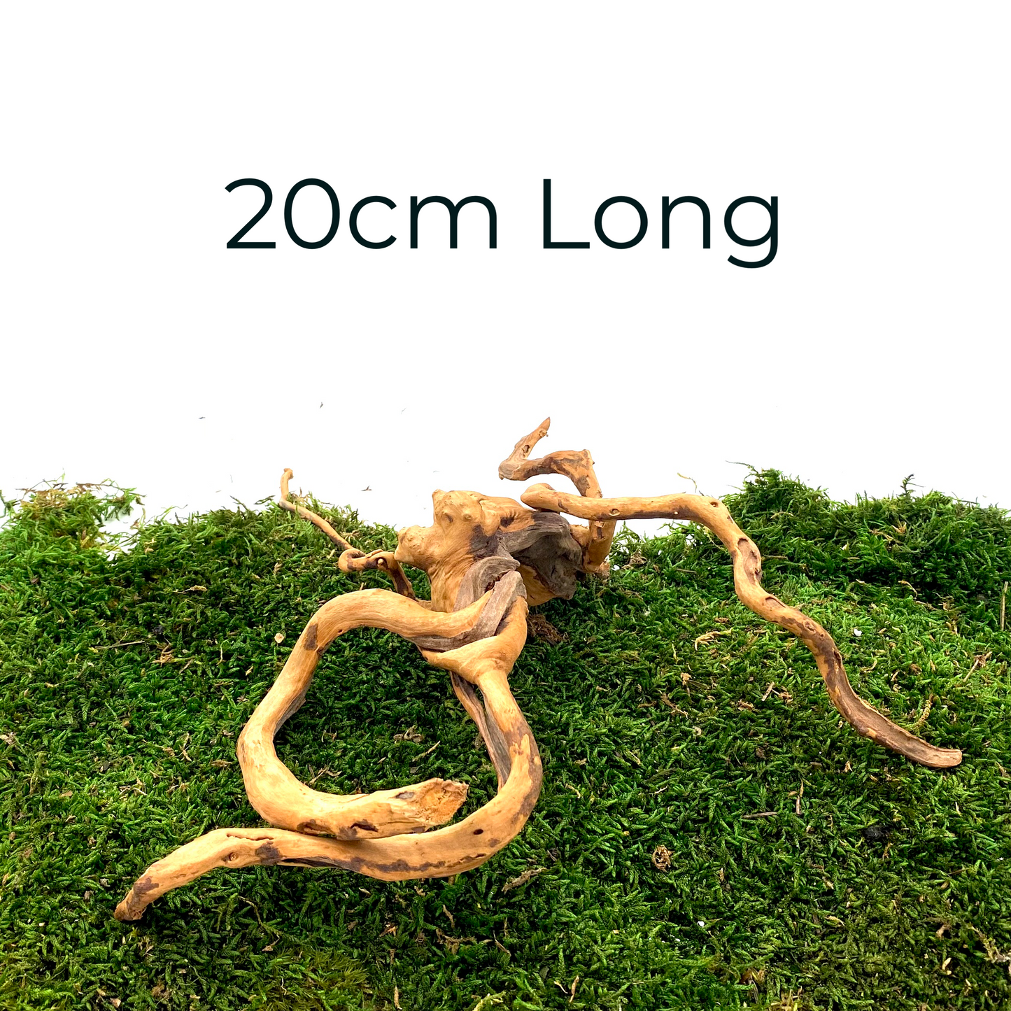 Large Spider Wood (Fairy Garden Decoration)