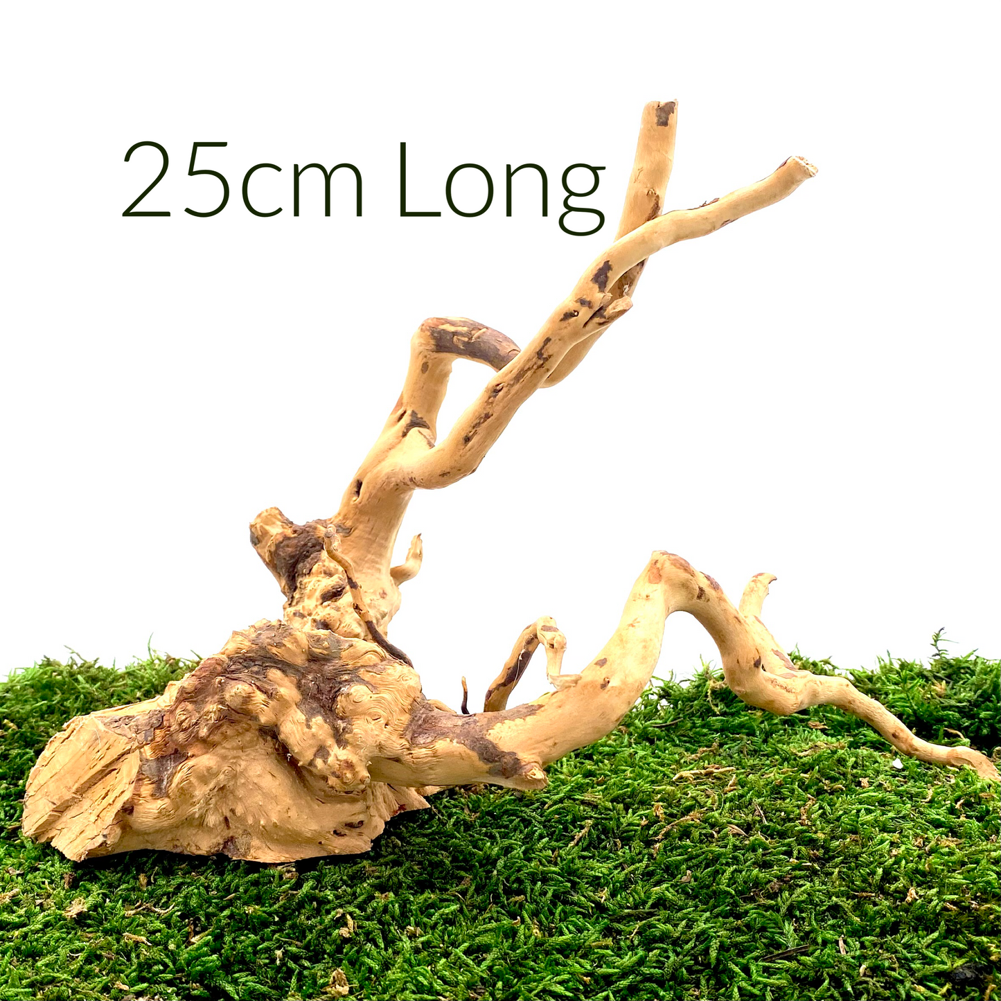 Large Spider Wood (Fairy Garden Decoration)
