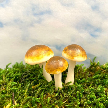 Forest Mushrooms, Australian Fairy Gardens, Mushrooms