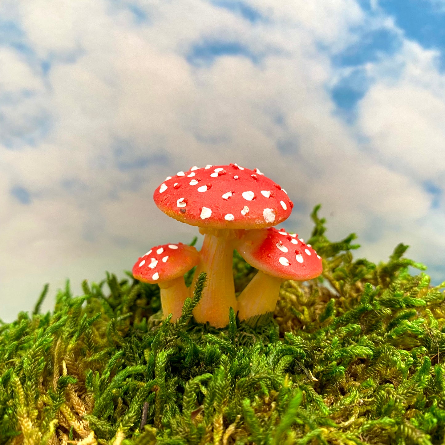 Miniature Amanita Mushrooms, Australian Fairy Gardens, Mushrooms