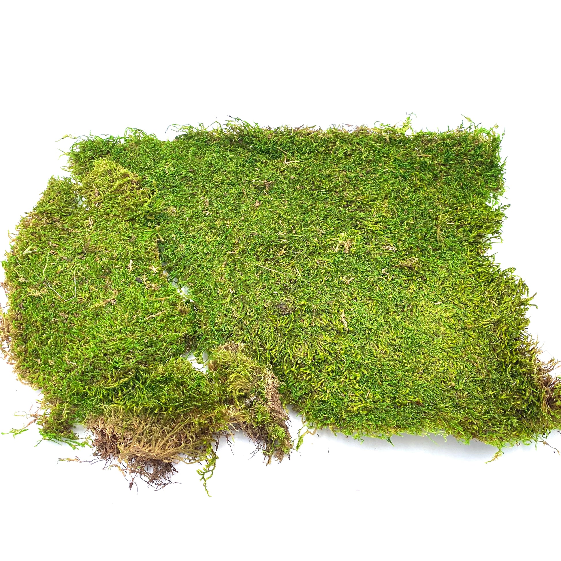 Natural Sheet Moss, Australian Fairy Garden Product, Fairy