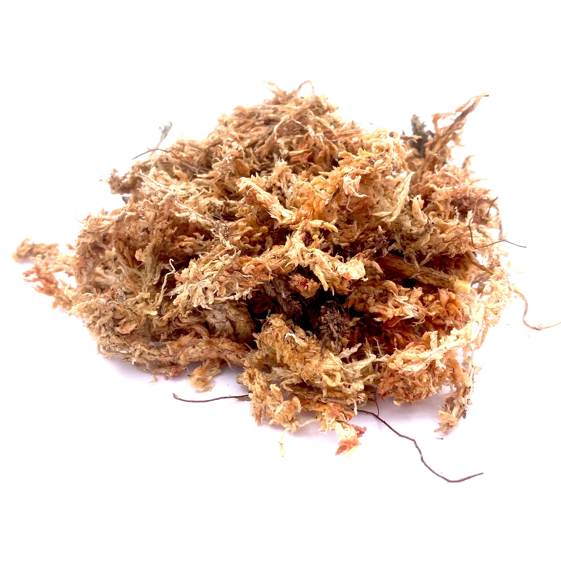 Natural Sphagnum Moss for Fairy Gardens