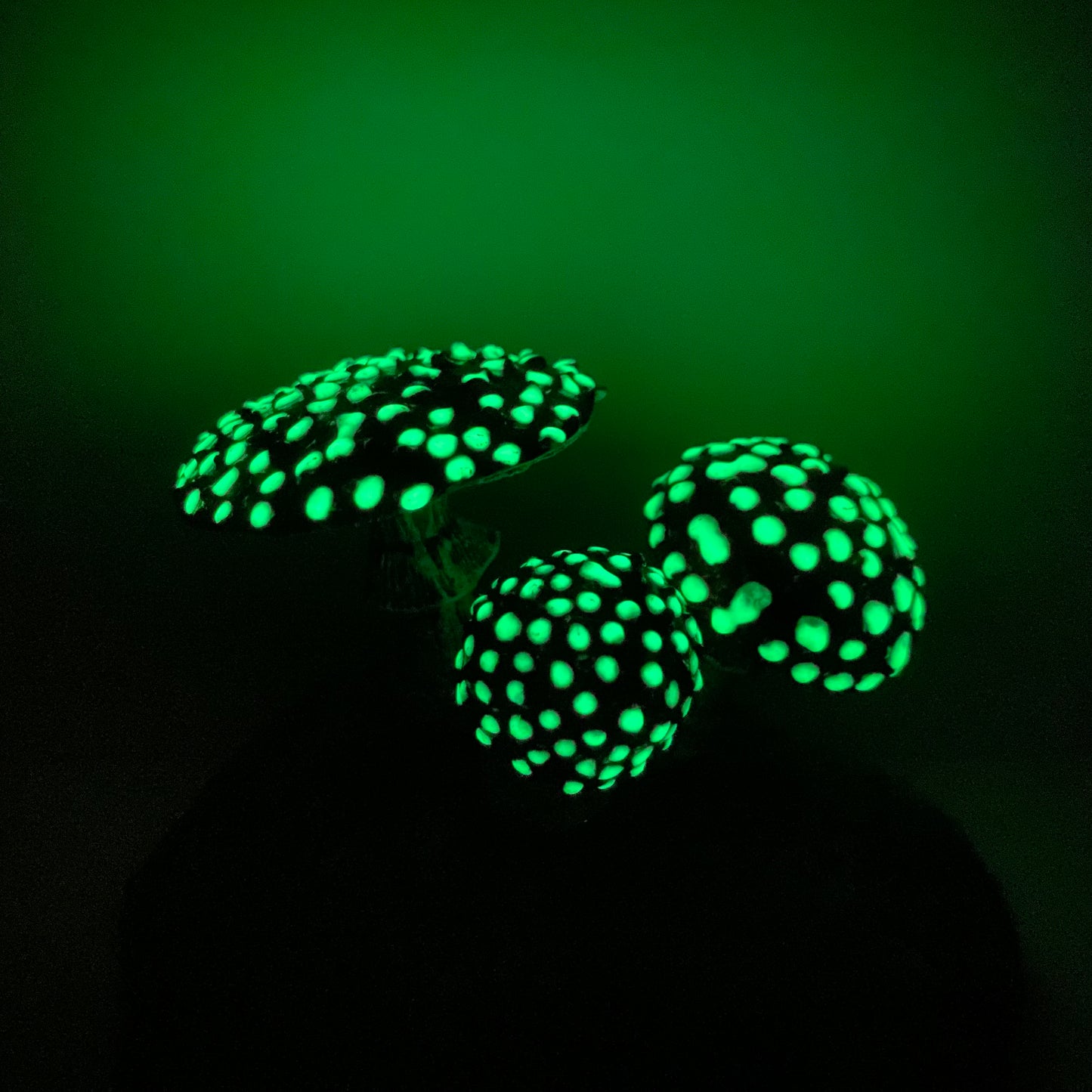 Glow In The Dark Forest Amanita Mushrooms