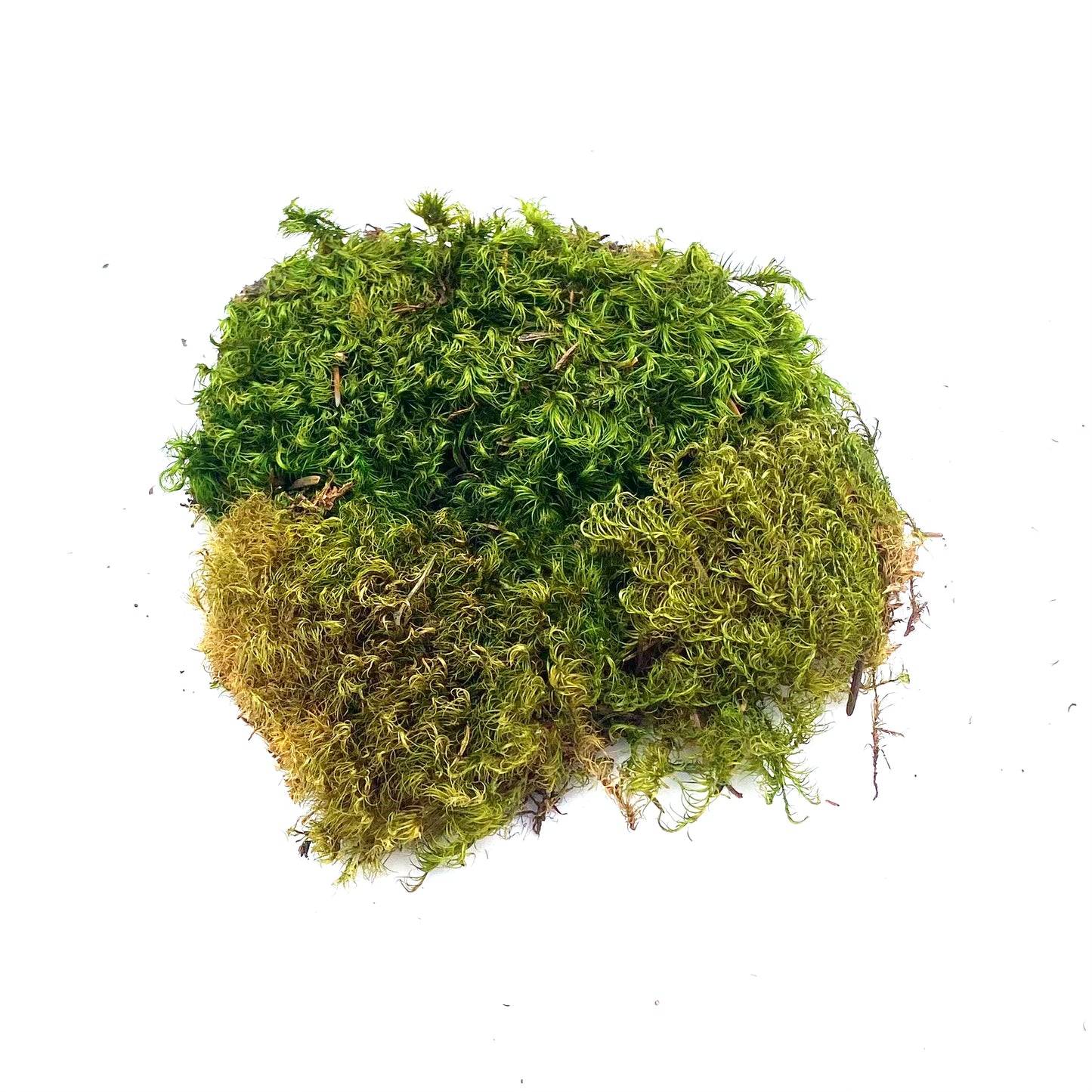 Hair Moss Mound