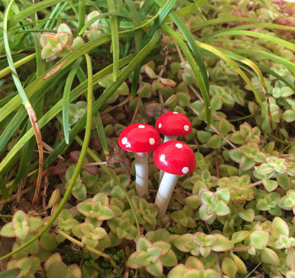 Fairy Garden Mini Terrarium Mushrooms