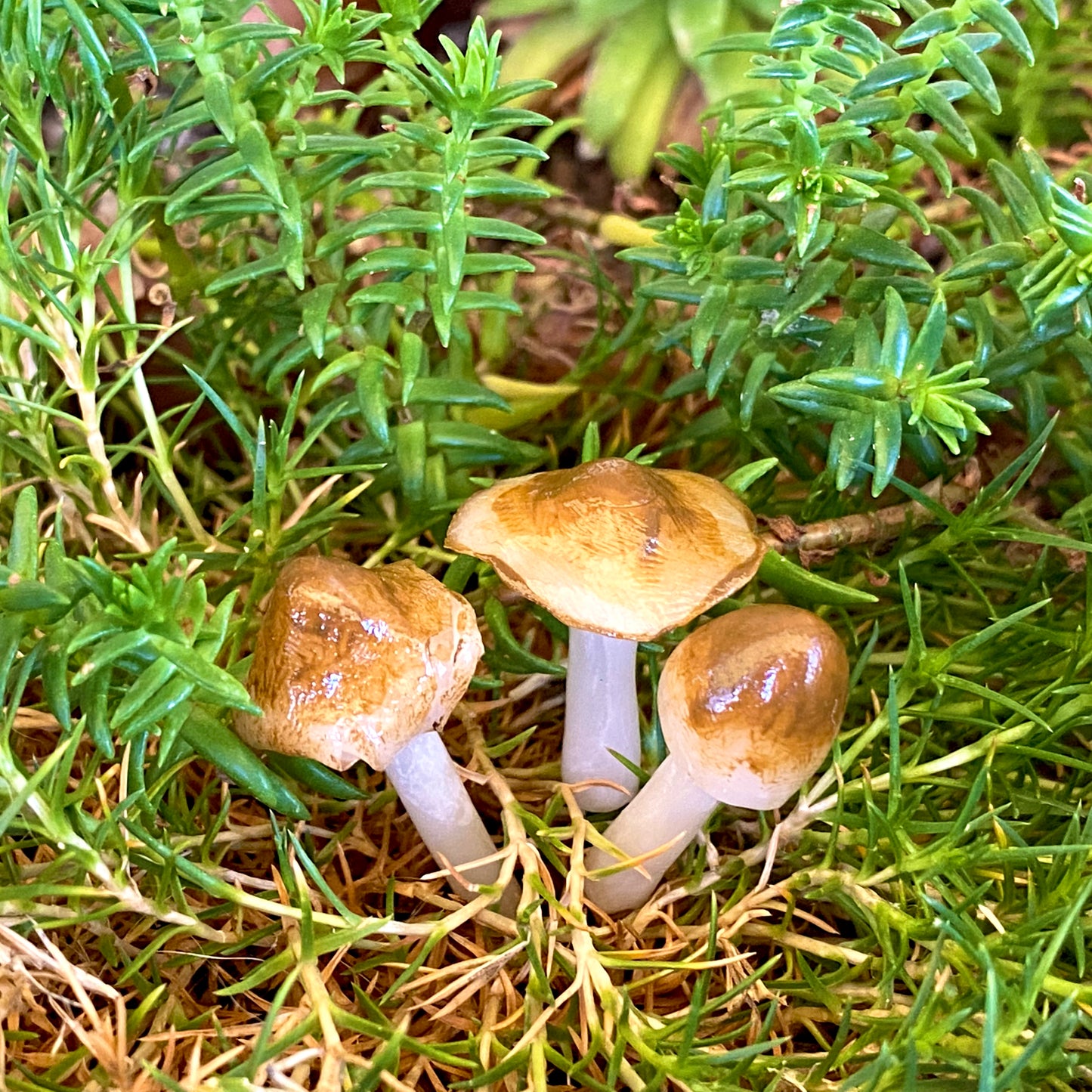 Forest Floor Mushrooms