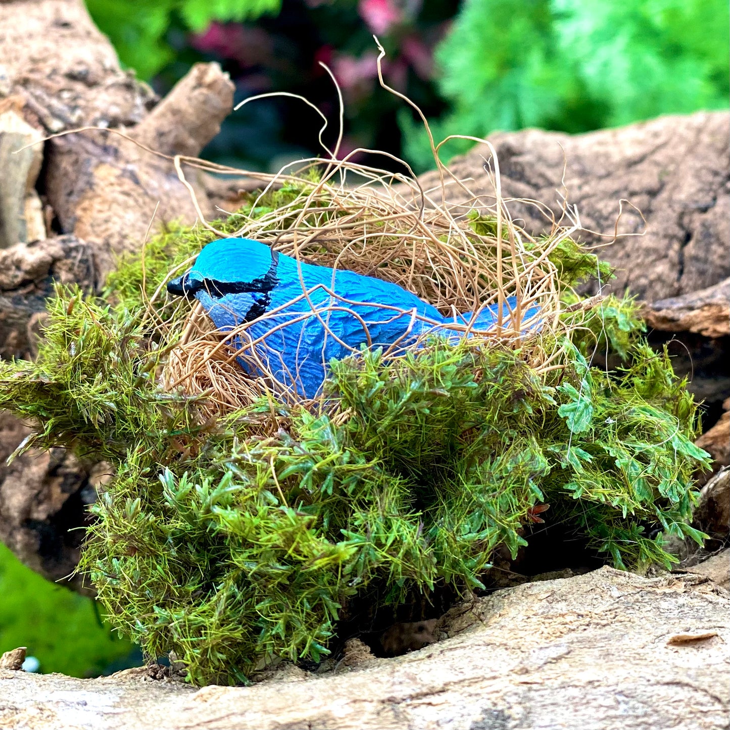 Nesting Blue Wren