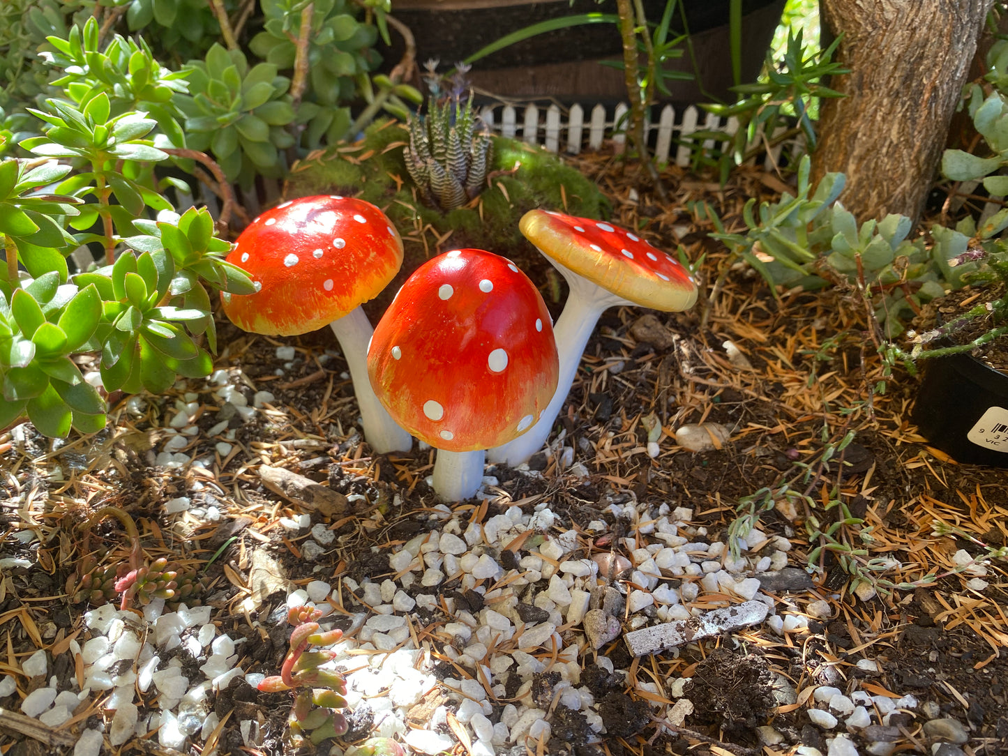 Large Orange Mushrooms
