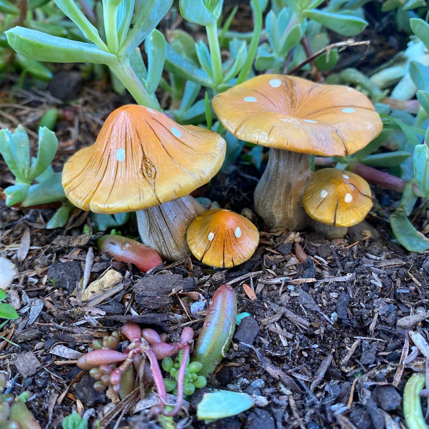 Natural Brown Twin Mushrooms