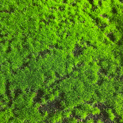 Textured Moss Mat 1m Square