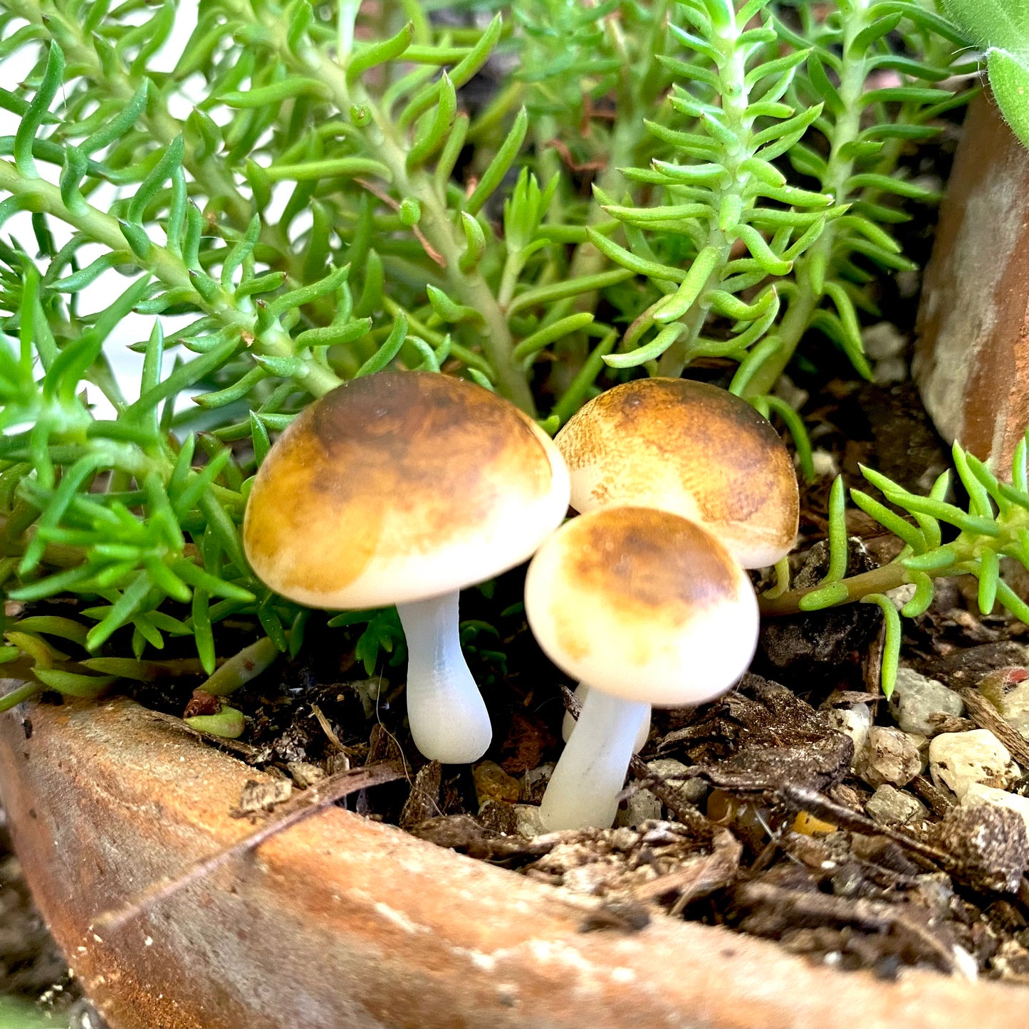 Forest Mushrooms