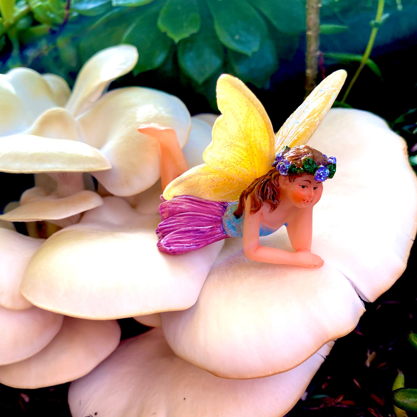 Fairy Jasmine