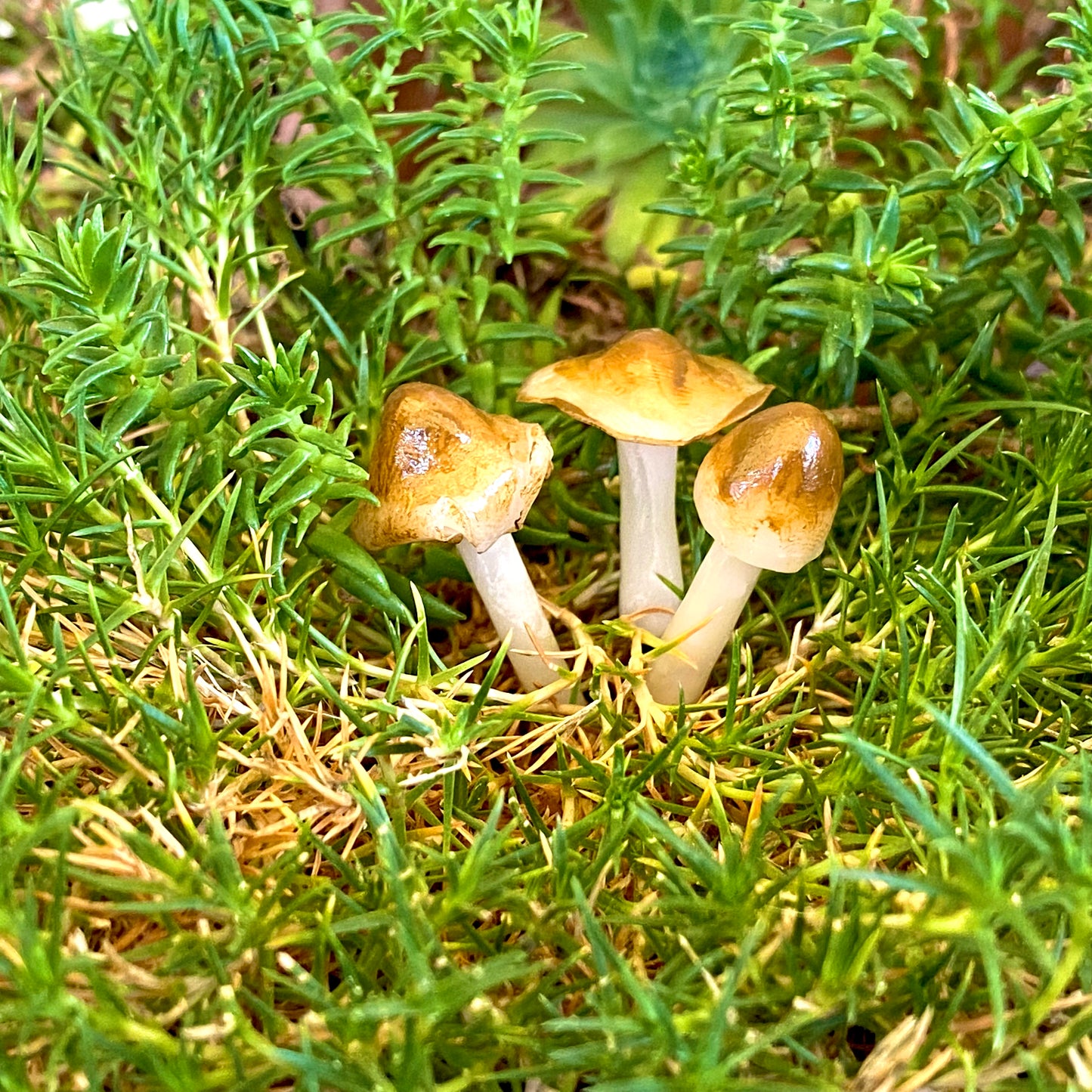 Forest Floor Mushrooms