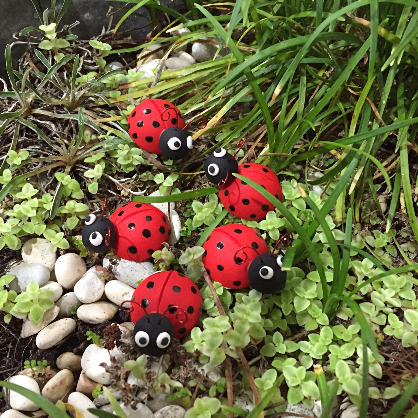 Lady Birds