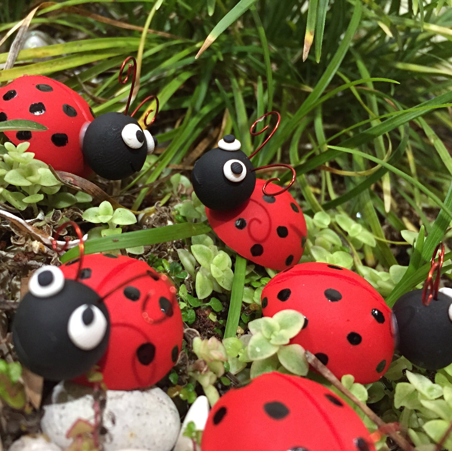 Lady Birds