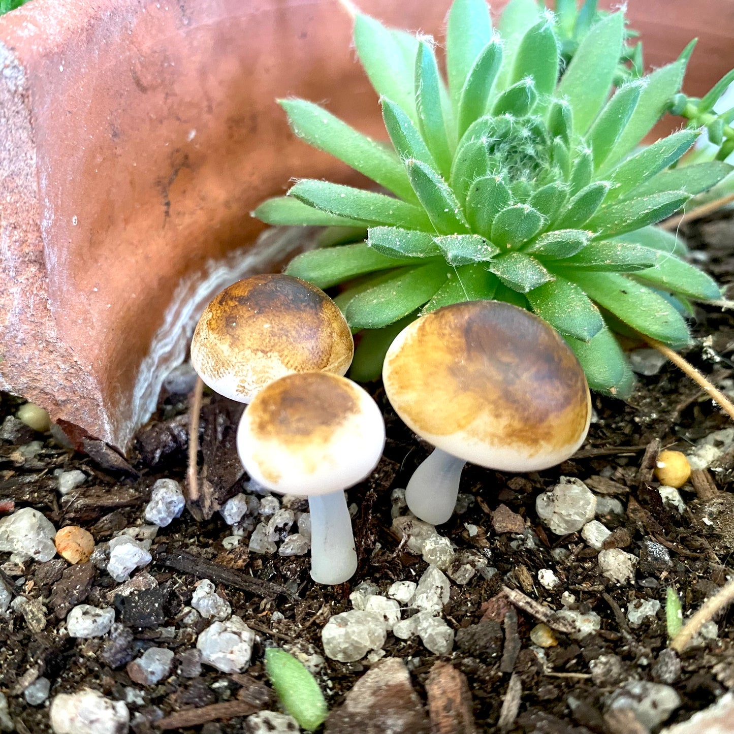 Forest Mushrooms