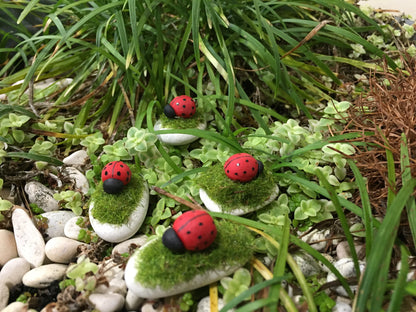 Miniature Lady Birds On A Rock