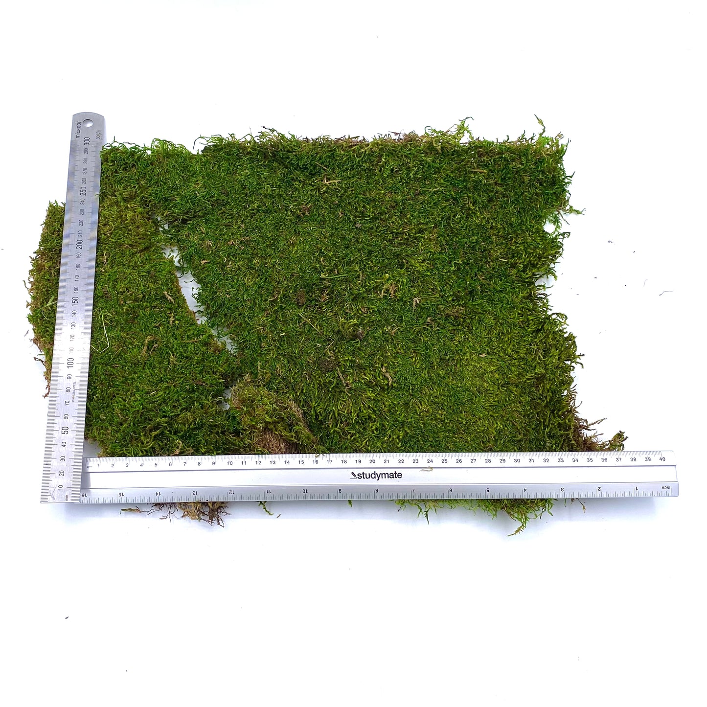 Natural Sheet Moss