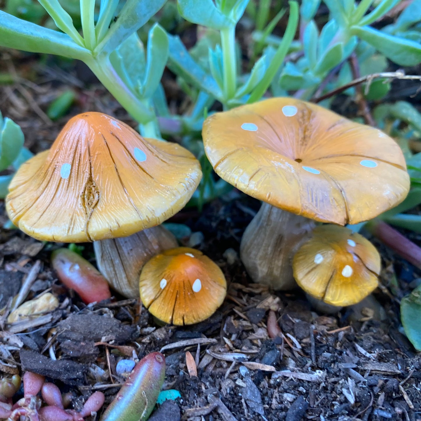 Natural Brown Twin Mushrooms