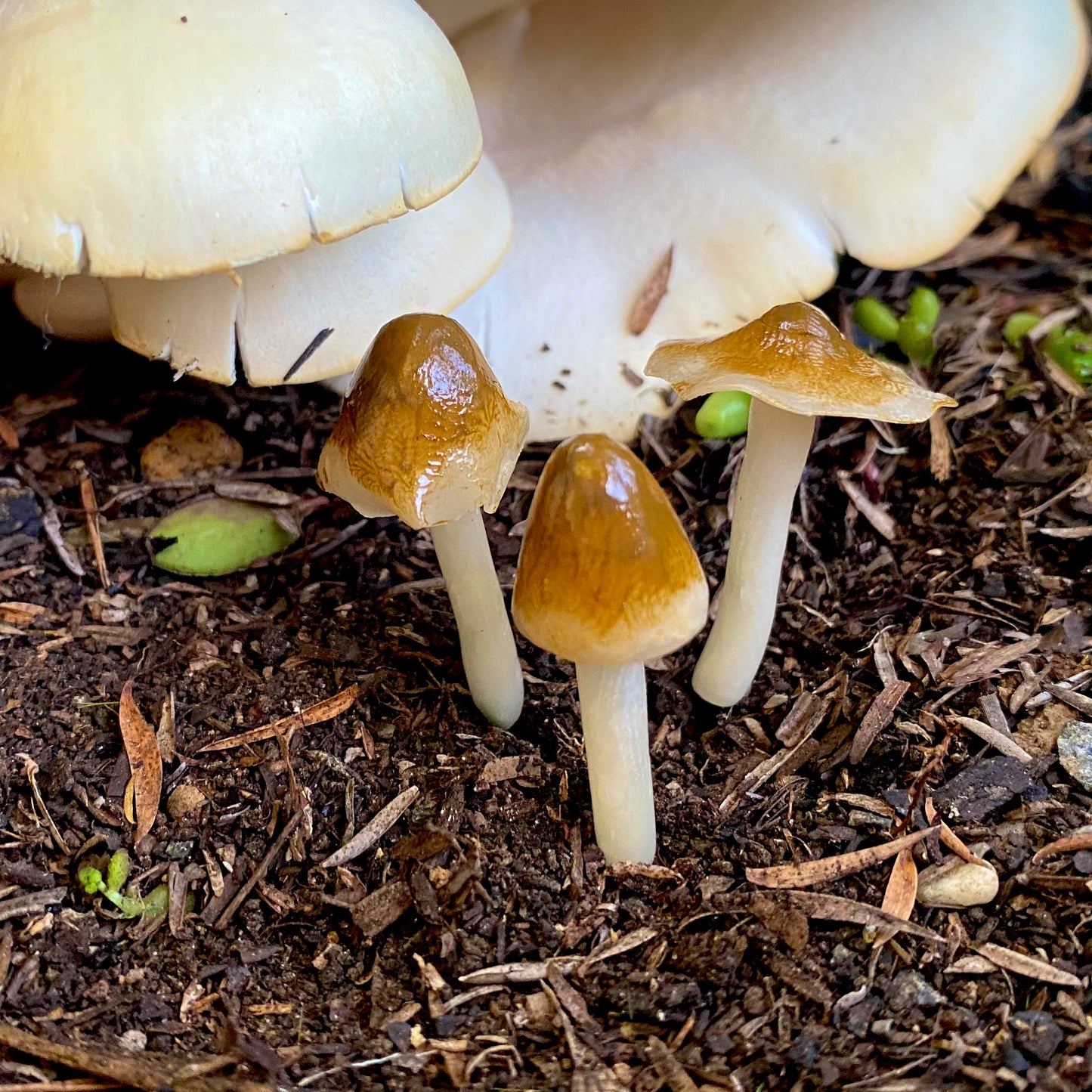Forest Floor Mushrooms