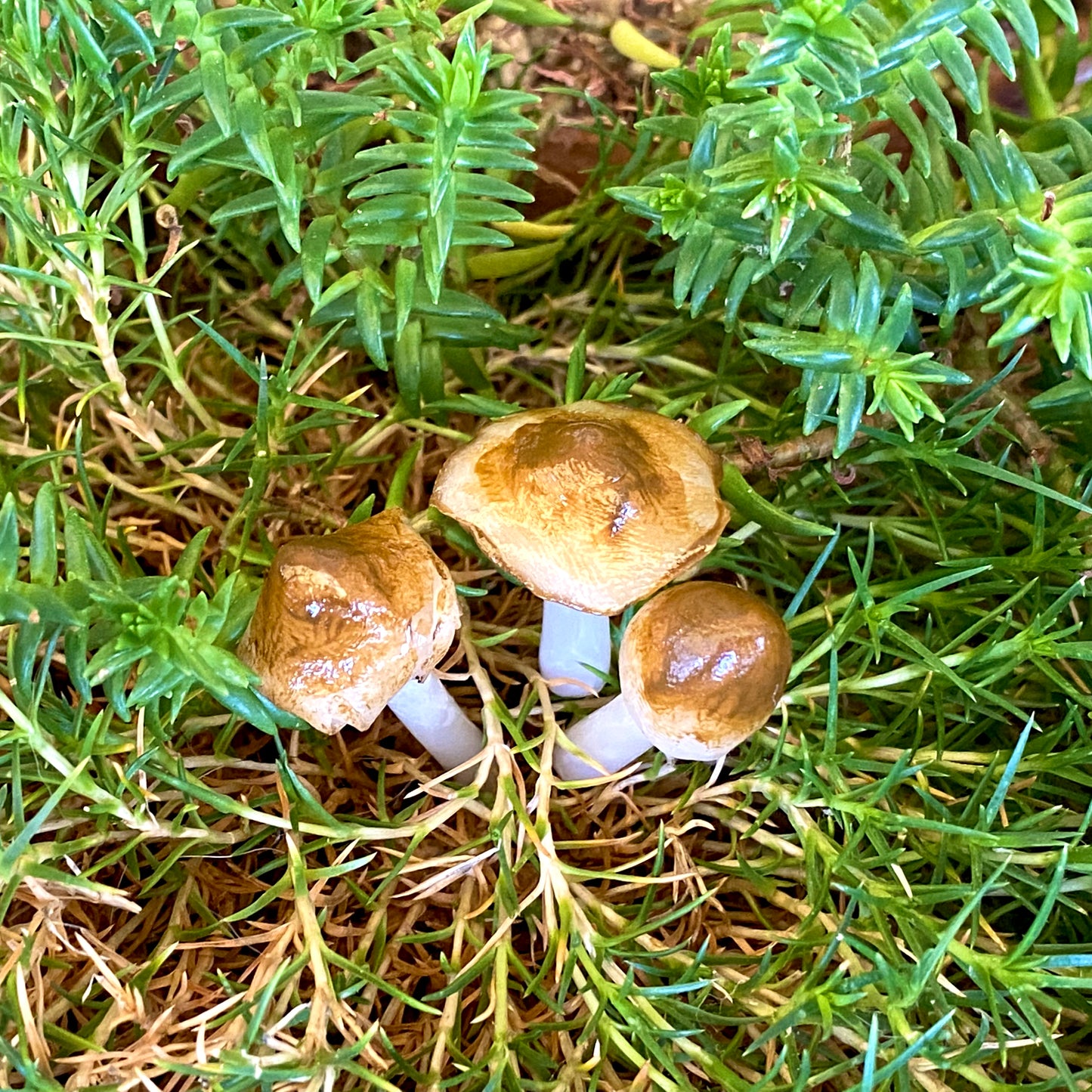 Forest Floor Mushrooms
