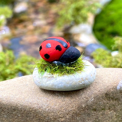Miniature Lady Birds On A Rock