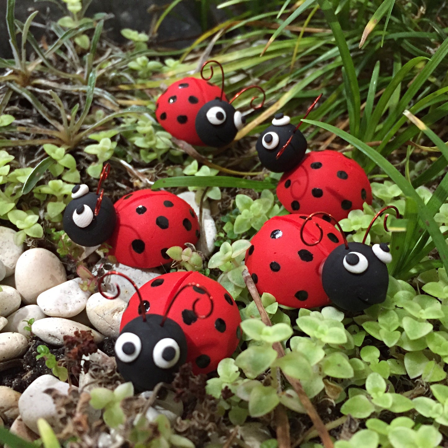 Lady Birds